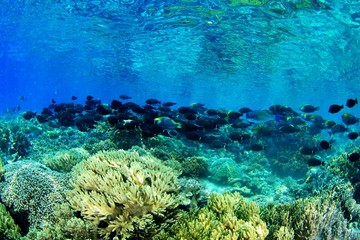 Fototapeta na wymiar インドネシアの水中写真