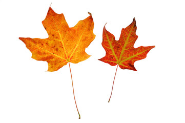 colorful autumn maple leaves isolated on white background