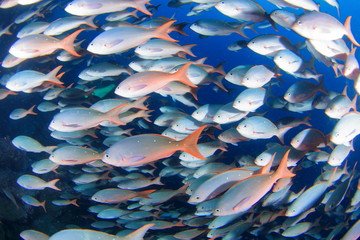 群　魚