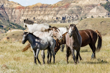 Obraz premium Wild horses in Theodore Roosevelt National Park.