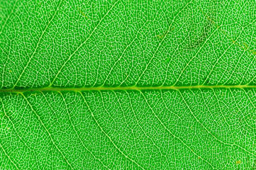Naklejka na ściany i meble close up on green leaf texture background