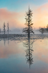 Fototapeta na wymiar Cypress Trees in morning fog and mist at sunrise on Mermet Lake in Southern Illinois.