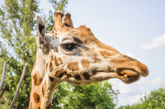 Rothschild's Giraffe head (Giraffa camelopardis rothschildi) closeup