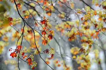 spring tree branch in the rain