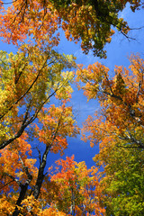 low angle view on colorful autumn trees and sky