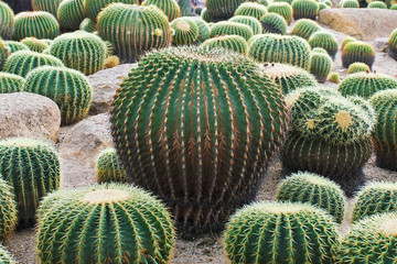 Fototapeta na wymiar Cactus in the farm / Round Cactus in the farm in Thailand 