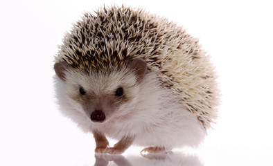 African hedgehog isolated on white