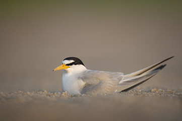 Obraz premium Beach Nesting Tern