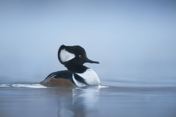 Fototapeta premium Hooded Merganser at Dawn