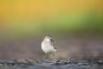 Sandpiper Pose