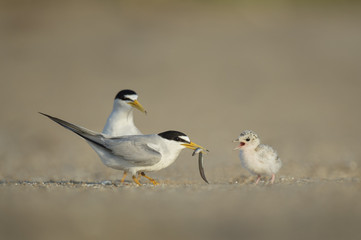 Beach Breakfast