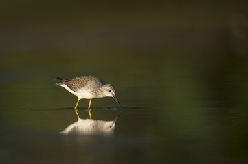 Feeding Greater Yellowlegs
