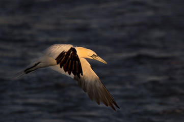 Northern Gannet in Sunny Spotlight