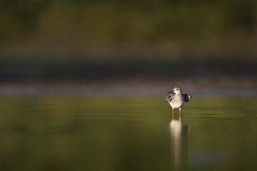 Lesser Yellowlegs