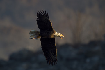 Eagle Calling Out