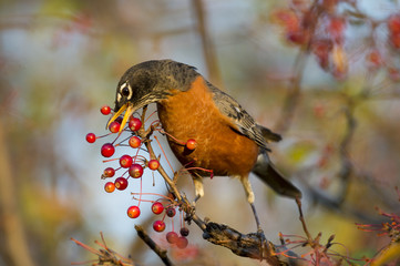 American Robin Eating a Berry