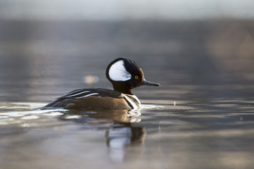 Swimming Hooded Merganser