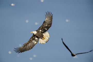 Bald Eagle Wing Spread