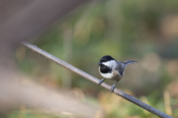 Carolina Chickadee