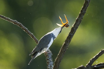 Bird Tossing a Frog