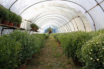 chrysanthemums in a greenhouse