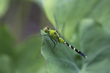 dragonfly on elephant-ear