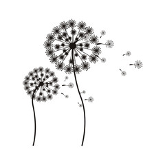 silhouette flying blow dandelion buds vector illustration