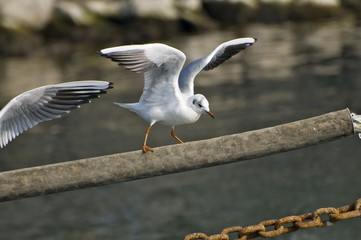 bird