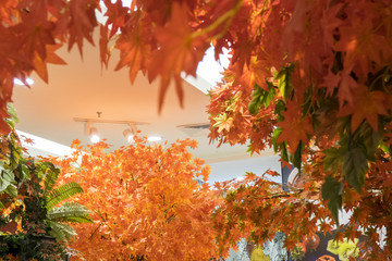 Flowers in the mall.