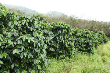 Fototapeta na wymiar Coffee beans ripening on a tree.