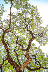 Big tree branch and green leaf in forest or public park.