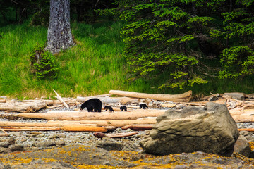 Momma bear and three cubs