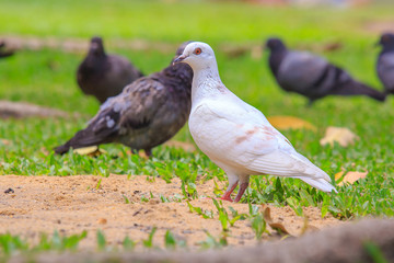 Beautiful white pigeon is walking on the green grass or sand ground. (This image have a blurry tree root on the bottom part of photo.)