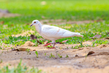 Beautiful white pigeon is walking on the green grass or sand ground.