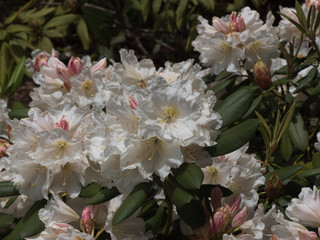 White rhododendrons
