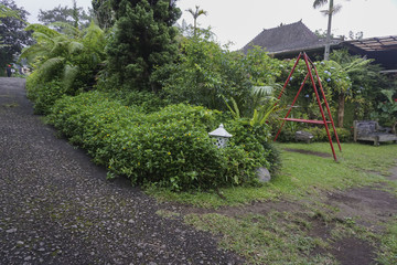 Fototapeta premium Beautiful green garden in Indonesia.