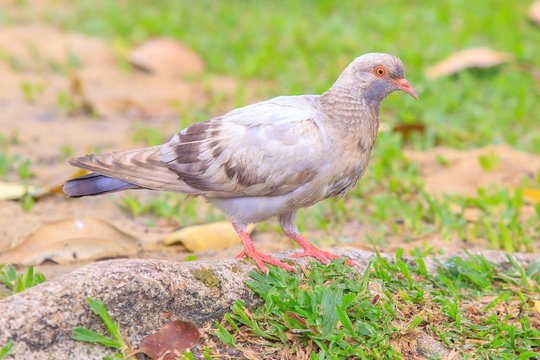 Beautiful colorful white pigeon is walking on the big tree root.