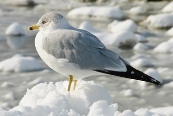 Ring-billed seagull in snow near water