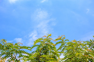 Tree branch and green leaf with blue sky.