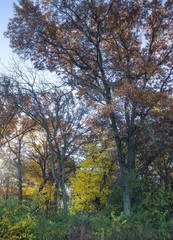 Fototapeta premium 623-90 Autumn Foliage Oaldfiield Oaks