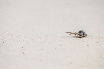 Shells or Conch on sand beach in the morning. with copy space on the left.