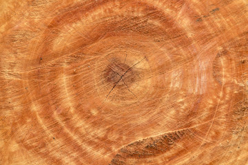 Closeup to texture of tree stump.