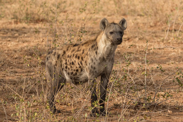 Naklejka na ściany i meble Spotted Hyena (Crocuta crocuta) - Sabi Sands Game Reserve, South Africa