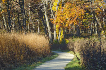 624-07 Autumn Trail
