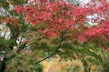 大分県　耶馬渓　紅葉