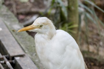 the cream cracker biscuit on the wooden background.
