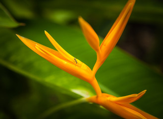 bird of paradise flower