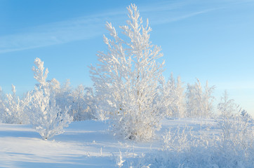 Beautiful landscape with trees covered by snow. Cold day in the snowy winter forest. Toned.