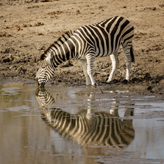 Fototapeta na wymiar Burchell's Zebra (Equus quagga burchellii) drinking at waterhole - Sabi Sands Game Reserve, South Africa