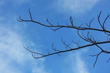 branch and sky